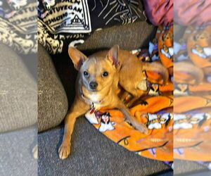 Chihuahua-Unknown Mix Dogs for adoption in Springdale, PA, USA