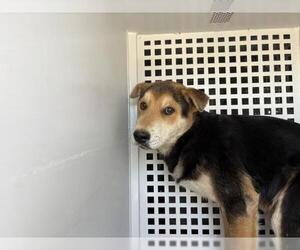 Chinese Shar-Pei-Unknown Mix Dogs for adoption in Riverside, CA, USA