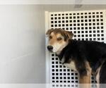 Small Chinese Shar-Pei Mix