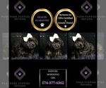 Small Photo #11 Morkie Puppy For Sale in WARSAW, IN, USA