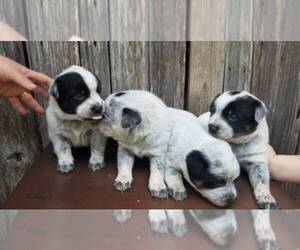 Australian Cattle Dog Puppy for sale in HOLLAND, TX, USA