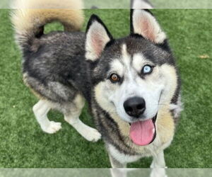 Siberian Husky Dogs for adoption in Redwood City, CA, USA