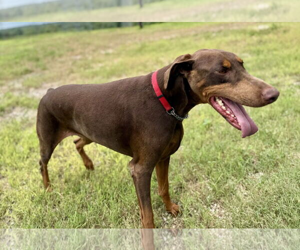 Medium Photo #3 Doberman Pinscher Puppy For Sale in Devine, TX, USA