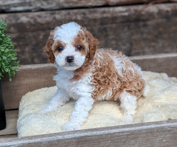Medium Photo #47 Cavapoo (Miniature) Puppy For Sale in GOSHEN, IN, USA
