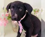 Small #4 Labrador Retriever Mix