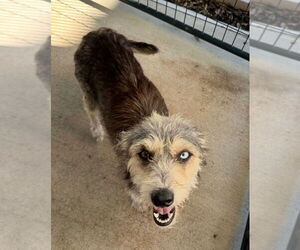 Huskies -Poodle (Standard) Mix Dogs for adoption in Oak Bluffs, MA, USA
