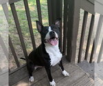 LOUIE  LOWER FEE!!! - Male Mutt Dog for Adoption - Small photo