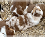 Puppy Rusty Australian Shepherd
