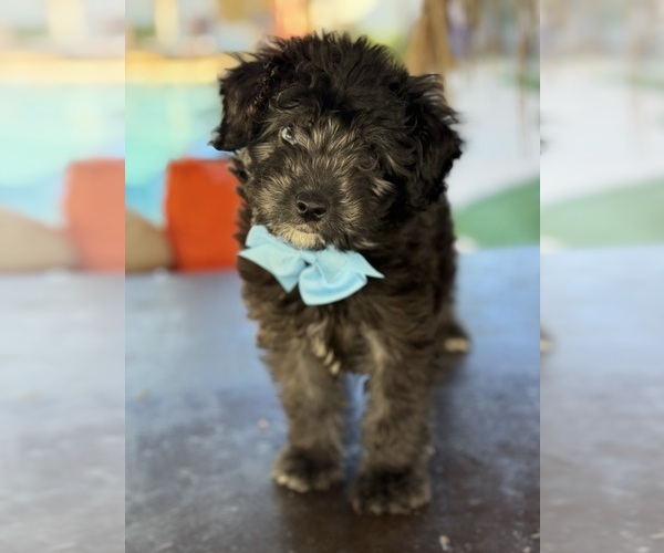 Medium Photo #32 Aussiedoodle Miniature  Puppy For Sale in MENIFEE, CA, USA
