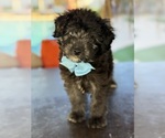 Small Photo #32 Aussiedoodle Miniature  Puppy For Sale in MENIFEE, CA, USA