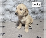 Small #9 Golden Retriever