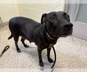 Labrador Retriever-Unknown Mix Dogs for adoption in Pueblo, CO, USA