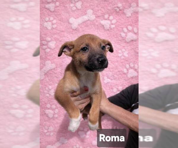Medium Photo #6 German Shepherd Dog-Unknown Mix Puppy For Sale in Pompano Beach , FL, USA