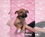 Small #5 German Shepherd Dog Mix