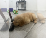 Small #3 Golden Retriever