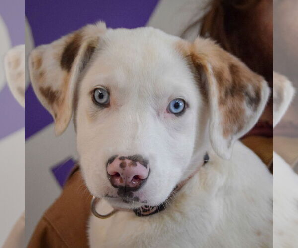 Medium Photo #6 Australian Shepherd-Catahoula Leopard Dog Mix Puppy For Sale in Huntley, IL, USA