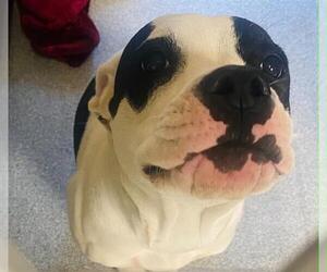 Mutt Dogs for adoption in Orange, CA, USA