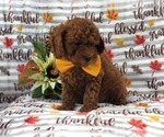 Small Photo #6 Cavapoo-Poodle (Miniature) Mix Puppy For Sale in LAKELAND, FL, USA
