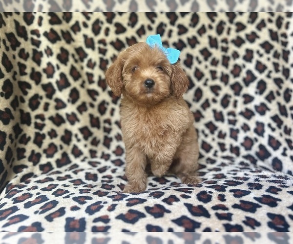 Medium Photo #3 Cock-A-Poo Puppy For Sale in LAKELAND, FL, USA
