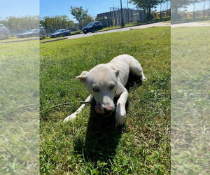 Labrador Retriever Dogs for adoption in Glen Allen, VA, USA