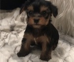 Small #11 Yorkshire Terrier