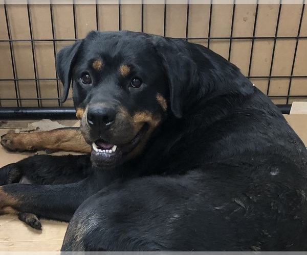 Medium Photo #1 Rottweiler Puppy For Sale in BRIGHTON, CO, USA