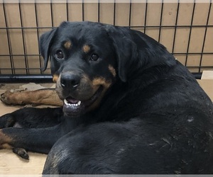 Mother of the Rottweiler puppies born on 06/08/2025