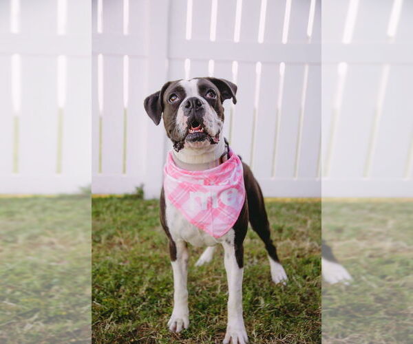 Medium Photo #3 Boxer Puppy For Sale in Austin, TX, USA