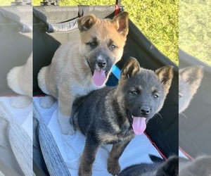 Akita-German Shepherd Dog Mix Puppy for sale in PORT ORCHARD, WA, USA