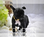 Small Photo #2 French Bulldog Puppy For Sale in LEXINGTON, KY, USA