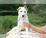 Small #6 German Shepherd Dog