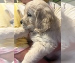 Puppy Pink English Cream Golden Retriever