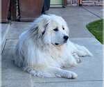 Small #1 Great Pyrenees