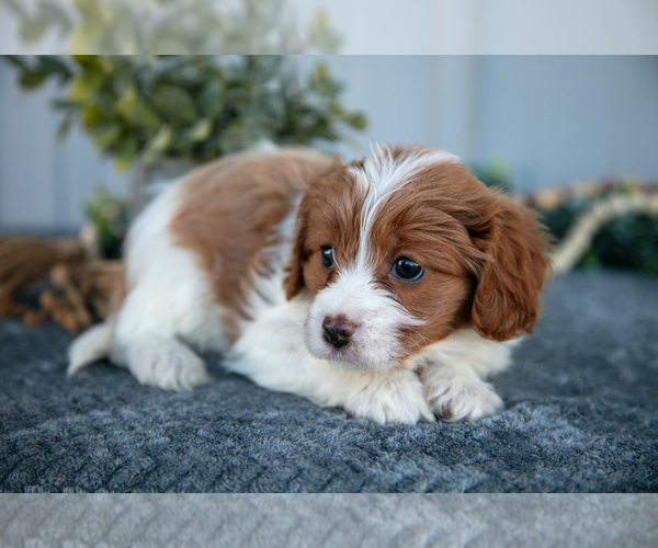 Medium Photo #2 Cavapoo Puppy For Sale in WOLCOTTVILLE, IN, USA