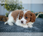 Small #1 Cavapoo