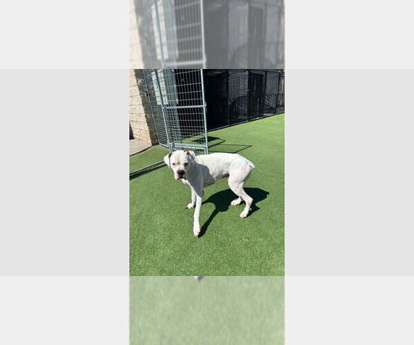 Medium Photo #1 Boxer Puppy For Sale in Austin, TX, USA