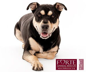 Rottweiler-Unknown Mix Dogs for adoption in Marina del Rey, CA, USA