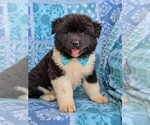 Small Photo #1 Akita Puppy For Sale in CHRISTIANA, PA, USA