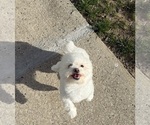 Small #3 Havanese