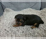 Litter of 3 - Male(s) and Female(s) Yorkshire TerrierLitter of Puppies for Sale - Photo #7