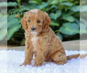Goldendoodle (Miniature) Puppy for sale in LEOLA, PA, USA