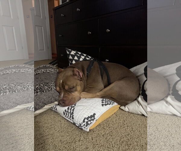 Medium Photo #11 American Staffordshire Terrier-Bulldog Mix Puppy For Sale in Arlington, VA, USA