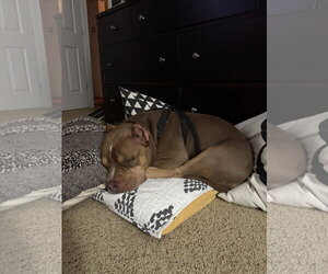 Boomer - Male American Staffordshire Terrier-Bulldog Mix Dog for Adoption - Photo #11