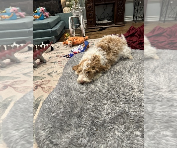 Medium Photo #25 Aussie-Poo-Goldendoodle Mix Puppy For Sale in COMMERCE, MI, USA