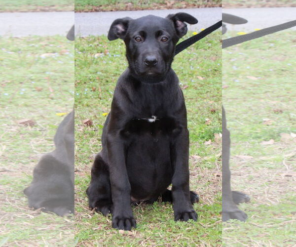 Medium Photo #2 Mutt Puppy For Sale in Prattville, AL, USA