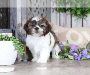 Shih Tzu Puppy for sale in MOUNT VERNON, OH, USA