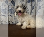 Small #9 Cavapoo-Poodle (Miniature) Mix