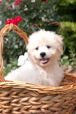 Zuchon Puppy for sale in PLYMOUTH, OH, USA