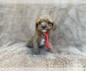 Cavapoo (Miniature) Puppy for sale in LAKELAND, FL, USA