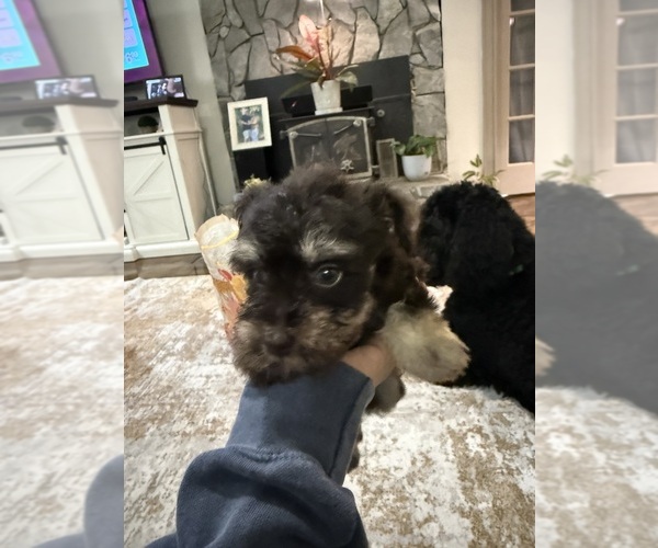 Medium Photo #4 Schnoodle (Miniature) Puppy For Sale in DINWIDDIE, VA, USA